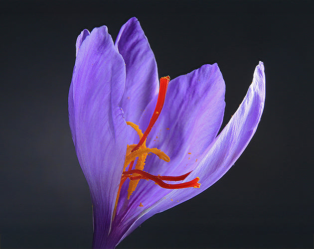 How Is Saffron Made? From Flower to Flavorful Gold