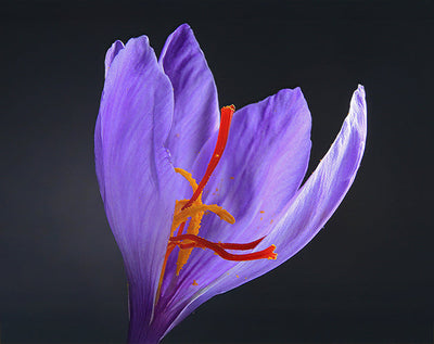 How Is Saffron Made? From Flower to Flavorful Gold